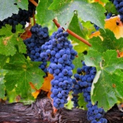Typical Grape Growing