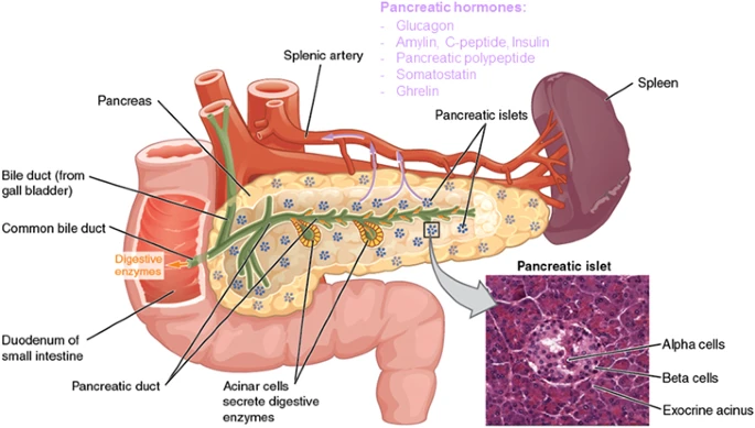 The pancreas endocrine function involves secretion of hormones
