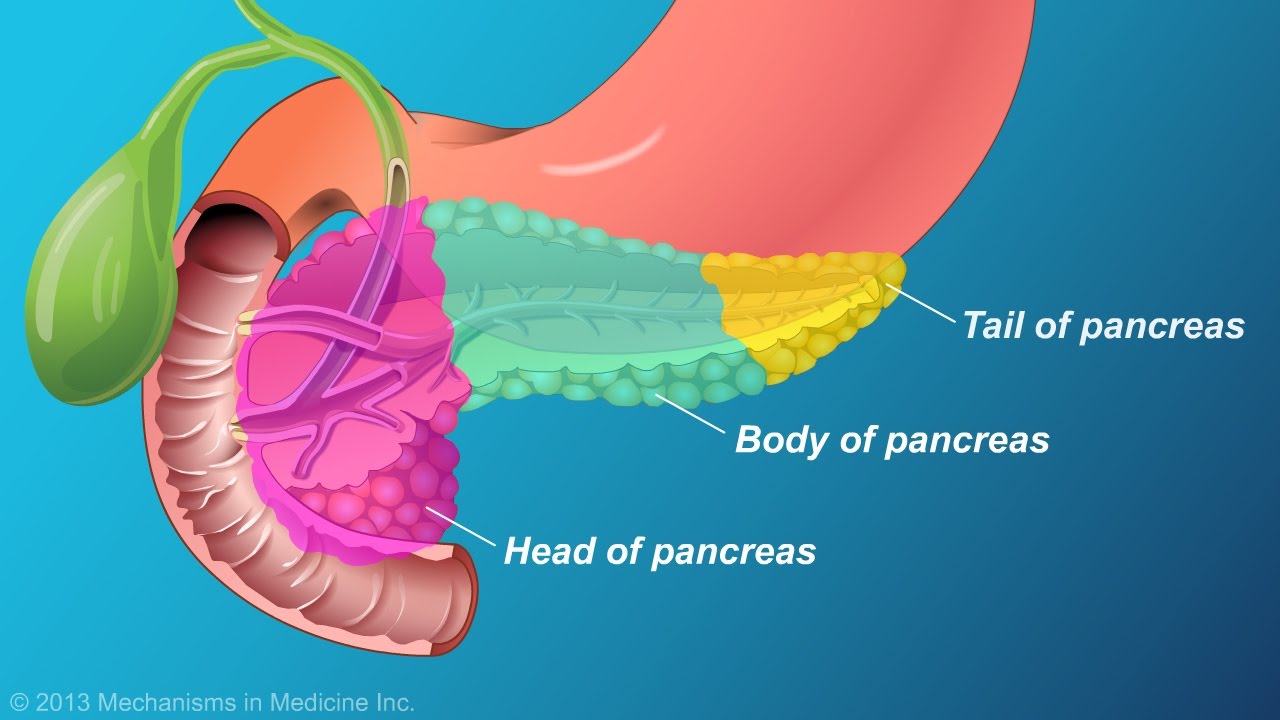 pancreas surface anatomy